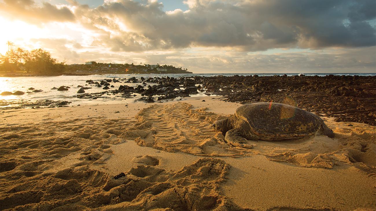 Poipu Beach
